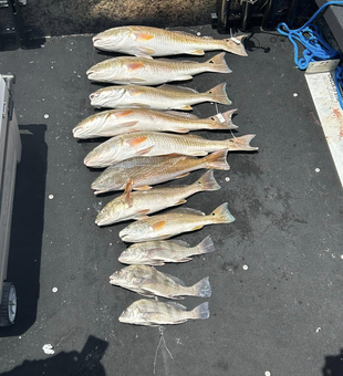 Redfish Bliss in Rockport TX Waters